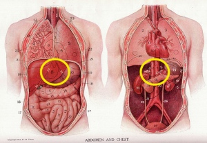 Corrispondenza anatomica tra la regione epigastrica e gli organi addominali.