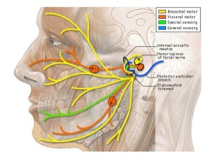 Anatomia del nervo facciale (VII nc). Evidente il decorso e le componenti funzionali.